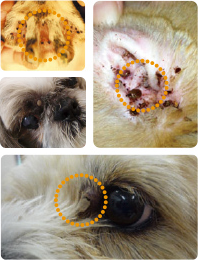 犬のマダニの見つけ方 取り方 ノミダニフィラリア Com